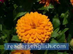 calendula Urdu meaning