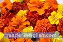 calendula Urdu meaning