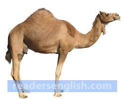 camel Urdu meaning