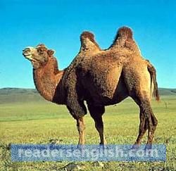 camel Urdu meaning