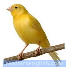 canary Urdu meaning