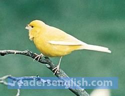 canary Urdu meaning