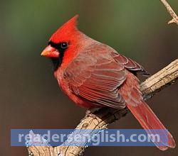 cardinal Urdu meaning