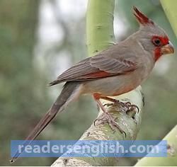 cardinal Urdu meaning