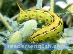 Caterpillar Urdu meaning