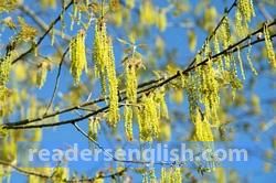 catkin Urdu meaning