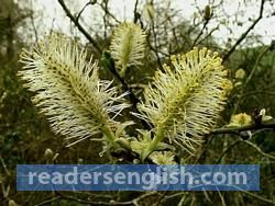 catkin Urdu meaning