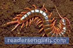 centipede Urdu meaning