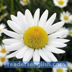 chamomile Urdu meaning