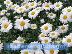 chamomile Urdu meaning