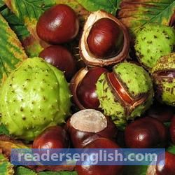 chestnut Urdu meaning