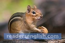 chipmunk Urdu meaning