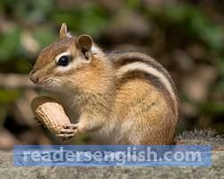 chipmunk Urdu meaning