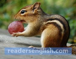 chipmunk Urdu meaning