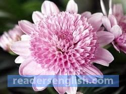 chrysanthemum Urdu meaning