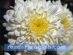 chrysanthemum Urdu meaning