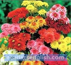 chrysanthemum Urdu meaning