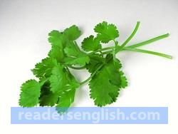 cilantro Urdu meaning