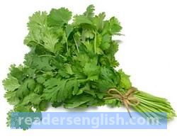 cilantro Urdu meaning