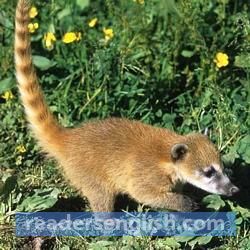 coati Urdu meaning