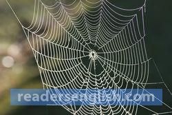 cobweb Urdu meaning