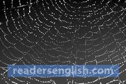 cobweb Urdu meaning