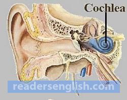 cochlea Urdu meaning
