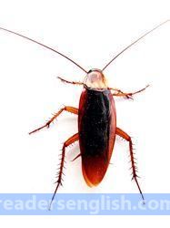 cockroach Urdu meaning