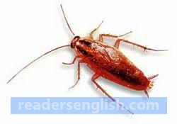 cockroach Urdu meaning