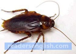 cockroach Urdu meaning