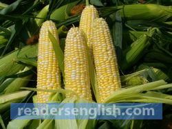 corn Urdu meaning