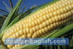 corn Urdu meaning