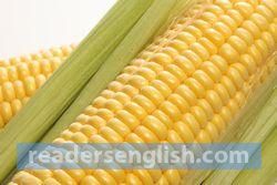 corn Urdu meaning