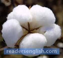 cotton Urdu meaning