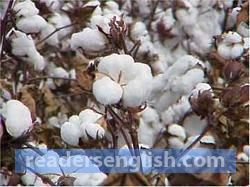 cotton Urdu meaning