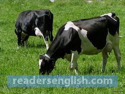 cow Urdu meaning