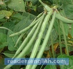 cowpea Urdu meaning