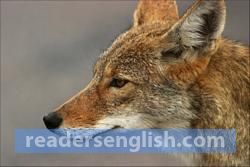 coyote Urdu meaning