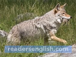 coyote Urdu meaning