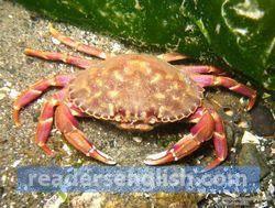 Crab Urdu meaning