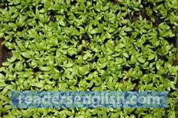 cress Urdu meaning