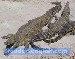 crocodile Urdu meaning