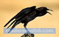 Crow Urdu meaning