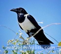 Crow Urdu meaning