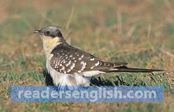 cuckoo Urdu meaning