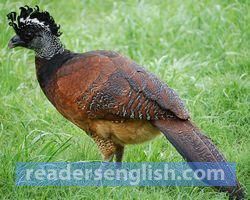 curassow Urdu meaning