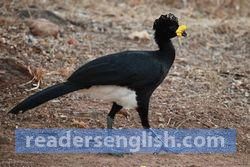 curassow Urdu meaning