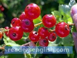 currant Urdu meaning