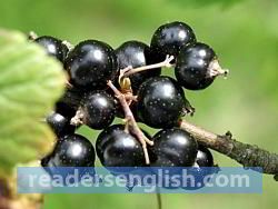 currant Urdu meaning