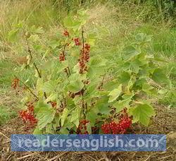 currant Urdu meaning